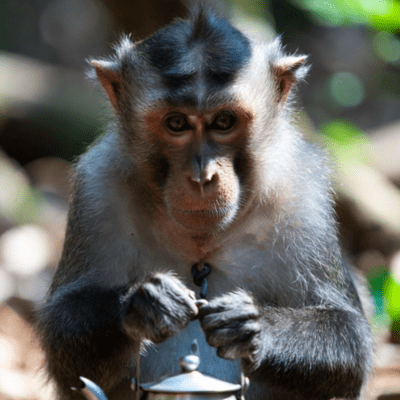 The smell of the nails Front Cover