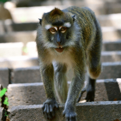 The stairs are under the stairs Front Cover