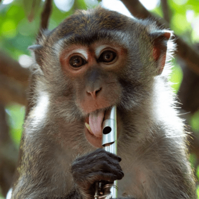 Flute fluttering Front Cover