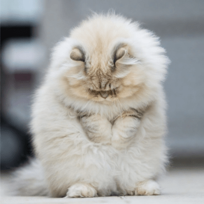 The feeling of rolling Front Cover