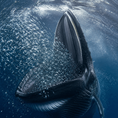 Drinking whale sardies Front Cover