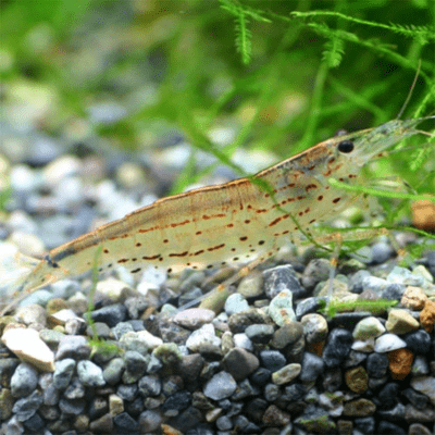 Swim! Yamato Numa Ebi-kun Front Cover