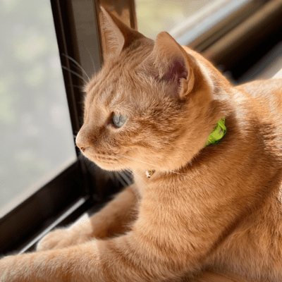 The PEPPER Front Cover