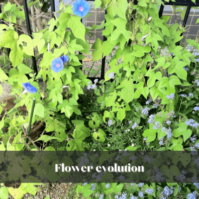 Flower evolution (feat. tamaki) Front Cover