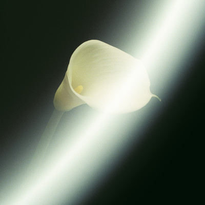 Honey Front Cover