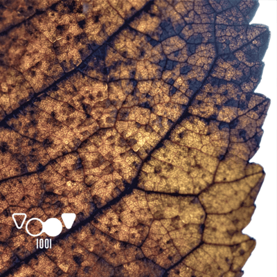 生きてさえいればのジャケット写真