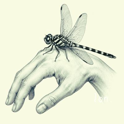 Dragon Fly Front Cover
