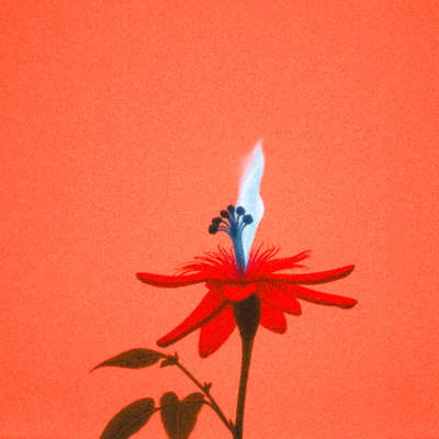 If the sky falls Front Cover