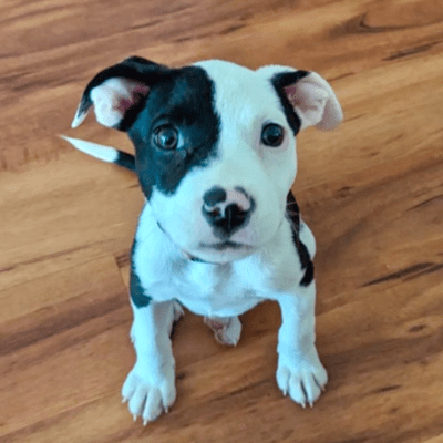 Cooper (demo) Front Cover