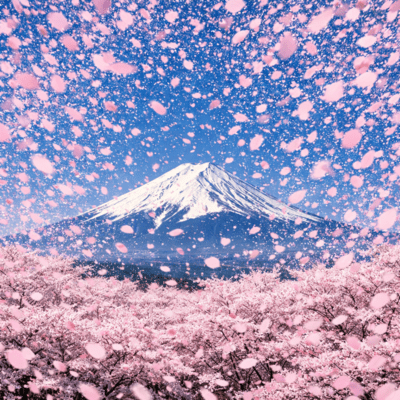 桜彩絢爛のジャケット写真