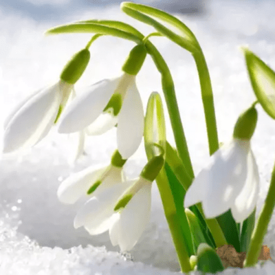 花屋さんのジャケット写真