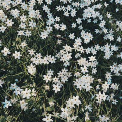 天井のジャケット写真