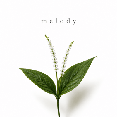 Melody Front Cover
