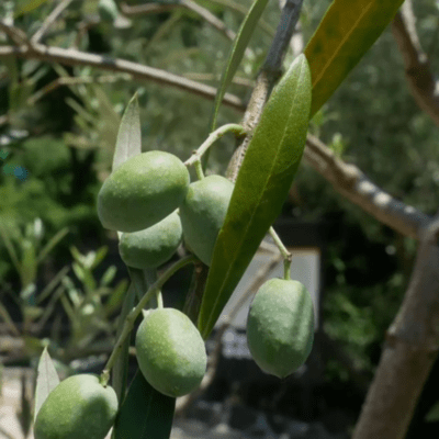 OLIVE (feat. ナースロボ_タイプT & 初音ミク)のジャケット写真