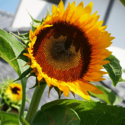 SPARK (feat. HATSUNE MIKU) Front Cover