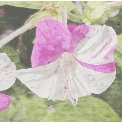 Jalapa (feat. HATSUNE MIKU & NurseRobot_TypeT) Front Cover