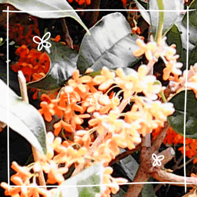 Osmanthus (feat. HATSUNE MIKU) Front Cover