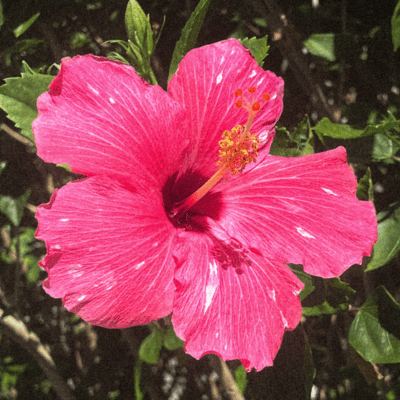 Hibiscus Front Cover