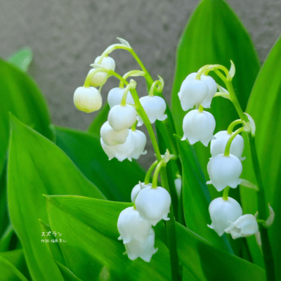 Lily of the valley Front Cover