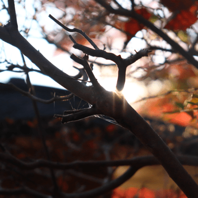 Years laterのジャケット写真