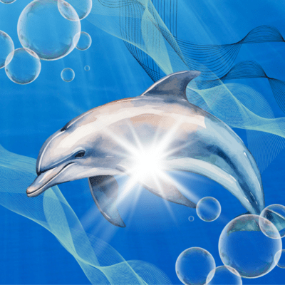 イルカのジャケット写真