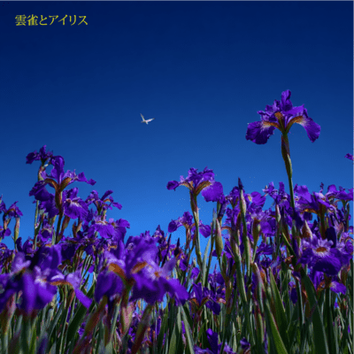 Skylark & Iris Front Cover