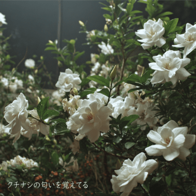 I Remember the Scent of Gardenia Front Cover