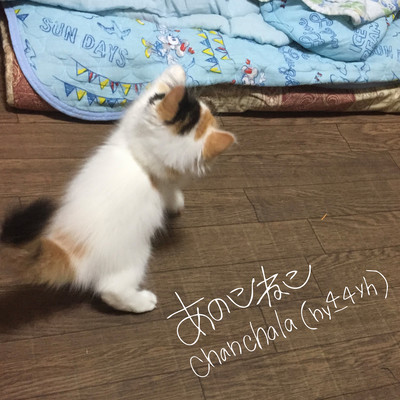 ANOKONEKO Front Cover