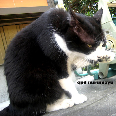 nurumayuのジャケット写真