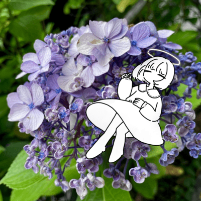 紫陽花のジャケット写真