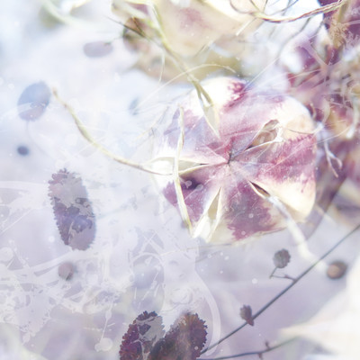 あわひのジャケット写真