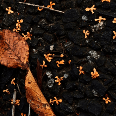 petrichor Front Cover
