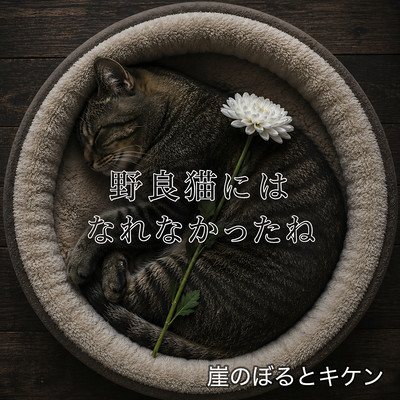 You Couldn't Become a Stray Cat Front Cover