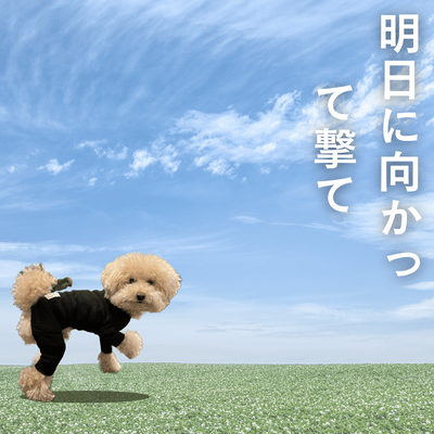 明日に向かって撃て (feat. 梵そよぎ & 知声)のジャケット写真