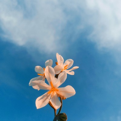 aishuwairanai (feat. Mai) Front Cover