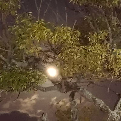 月のジャケット写真