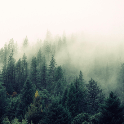 Forestのジャケット写真