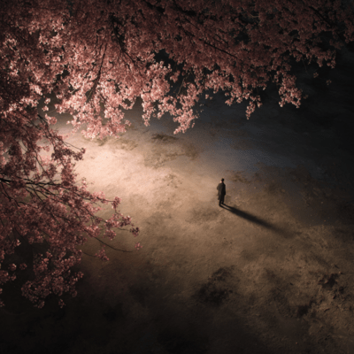 桜の下のジャケット写真