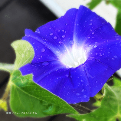 Morning Glory / If you give me chalk Front Cover