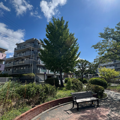 Park with a ginkgo tree Front Cover