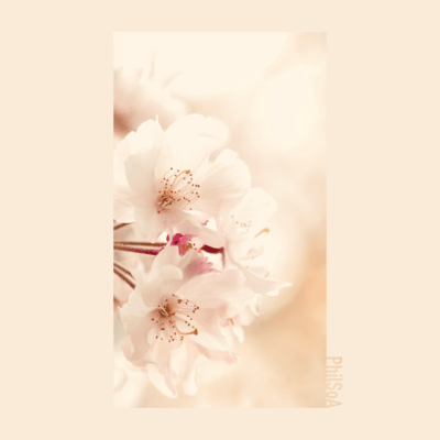 Sakura Front Cover