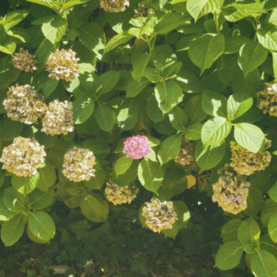 Fly Front Cover