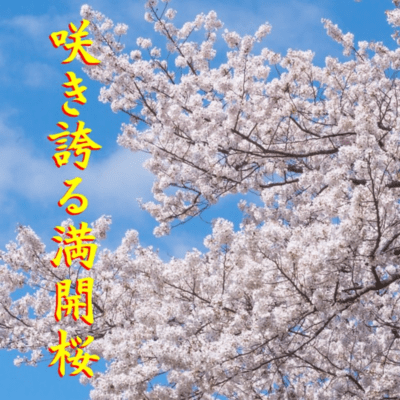 咲き誇る満開桜 (feat. みしまあい)のジャケット写真