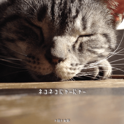 ネコネコにゃーにゃーのジャケット写真