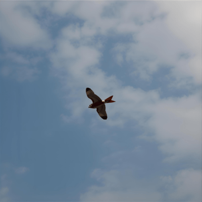 Wings of Freedom Love Front Cover