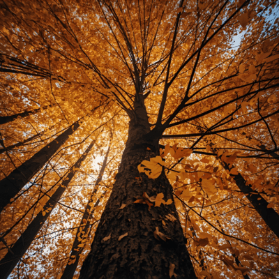 Autumn Dawn Front Cover