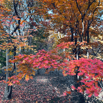 Dreaming / Singing and Playing Front Cover