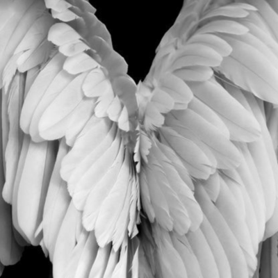 Angel Front Cover