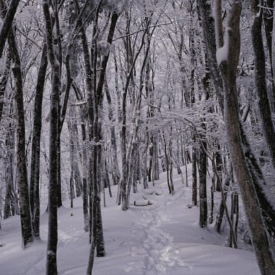 North Wind Blues Front Cover