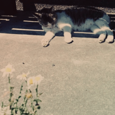 hauntedのジャケット写真